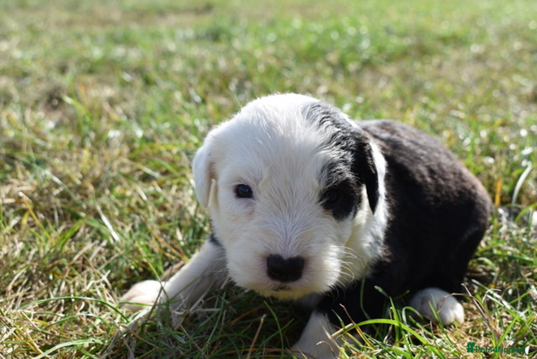 Old English Sheepdog dogs for sale: Stunning Old English Sheepdog Puppies KC Reg - Image 17