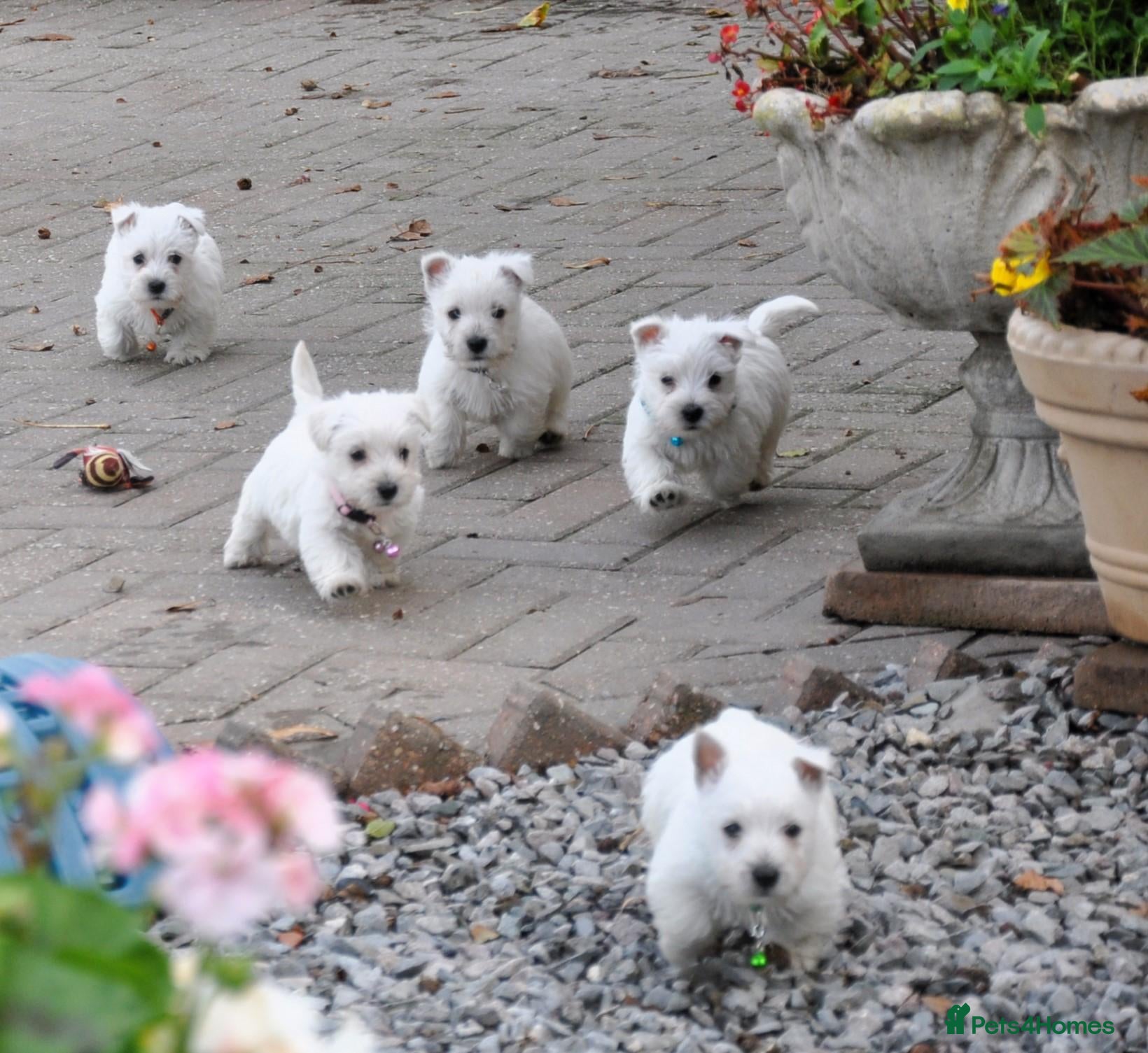 West Highland Terrier dogs for sale: West Highland terrier Puppies - Advert 7