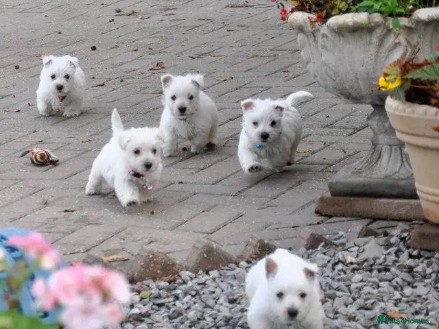 West Highland Terrier dogs for sale: West Highland terrier Puppies - Advert 7