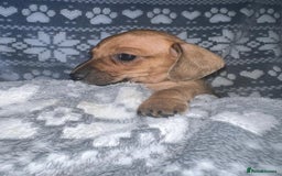 Miniature Dachshund dogs for sale: Kc registered miniature dachshunds  - Image 6
