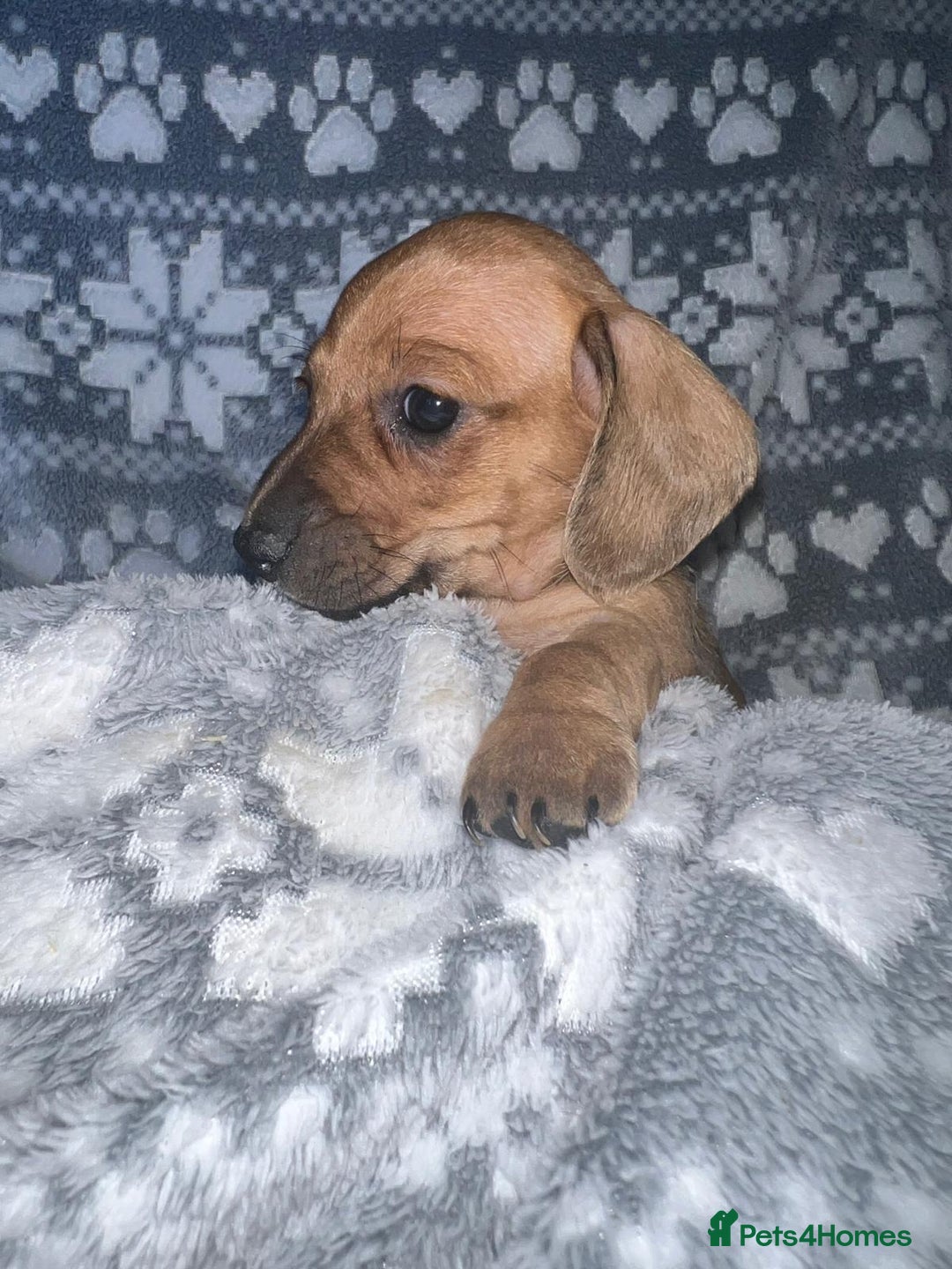 Miniature Dachshund dogs for sale: Kc registered miniature dachshunds  - Image 6
