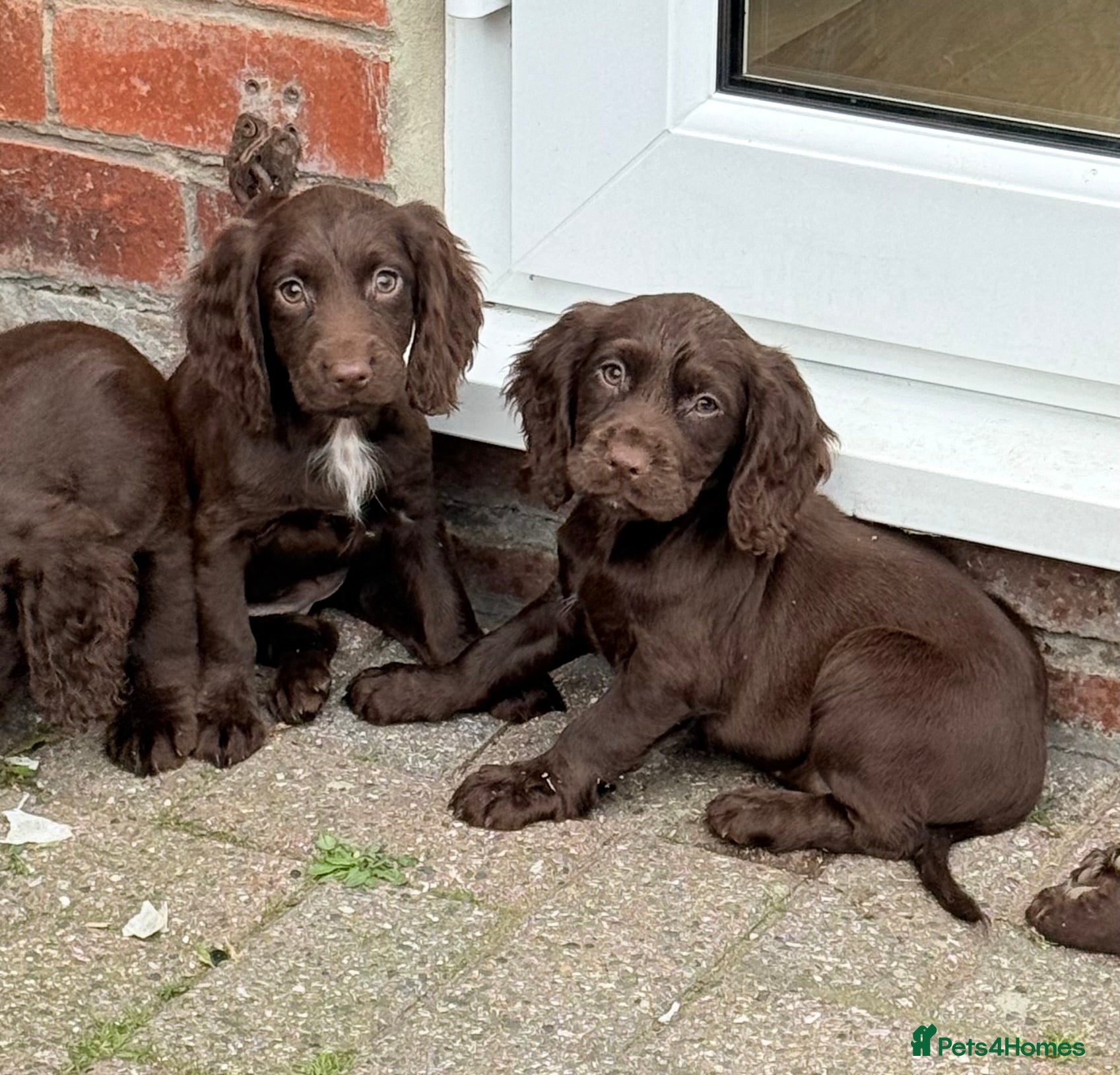 Cocker Spaniel dogs for sale: Cocker spaniel puppies  - Advert 10