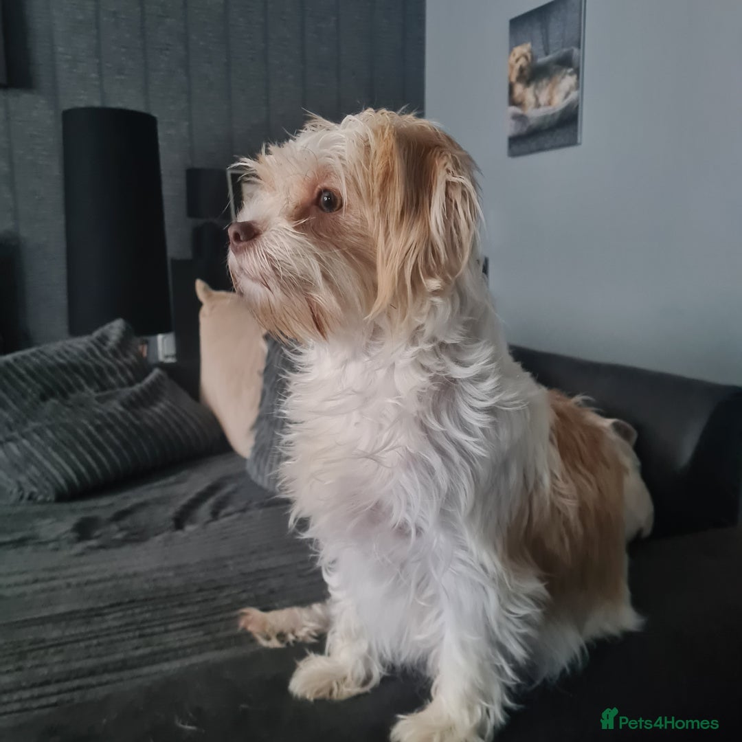 Mixed Breed dogs for sale: Pomchi x shih-tzu/ chihuahua  - Image 3
