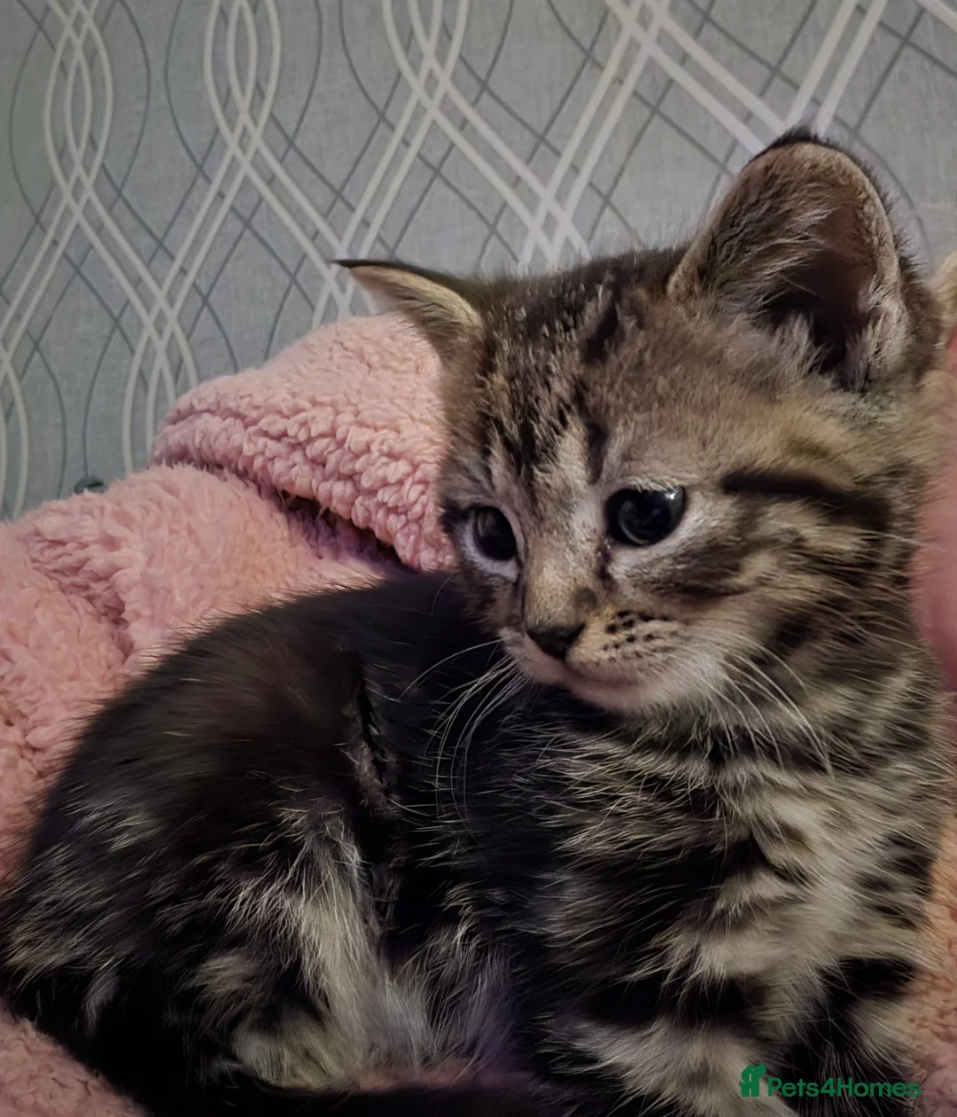 Mixed Breed cats for sale: Tabby kittens - Advert 1