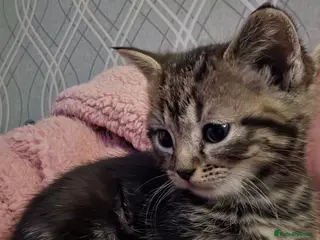 Mixed Breed cats Tabby kittens - Advert 1