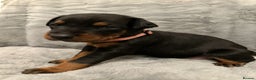 Dobermann dogs for sale: Amazing Dobermann puppies.  - Advert 5