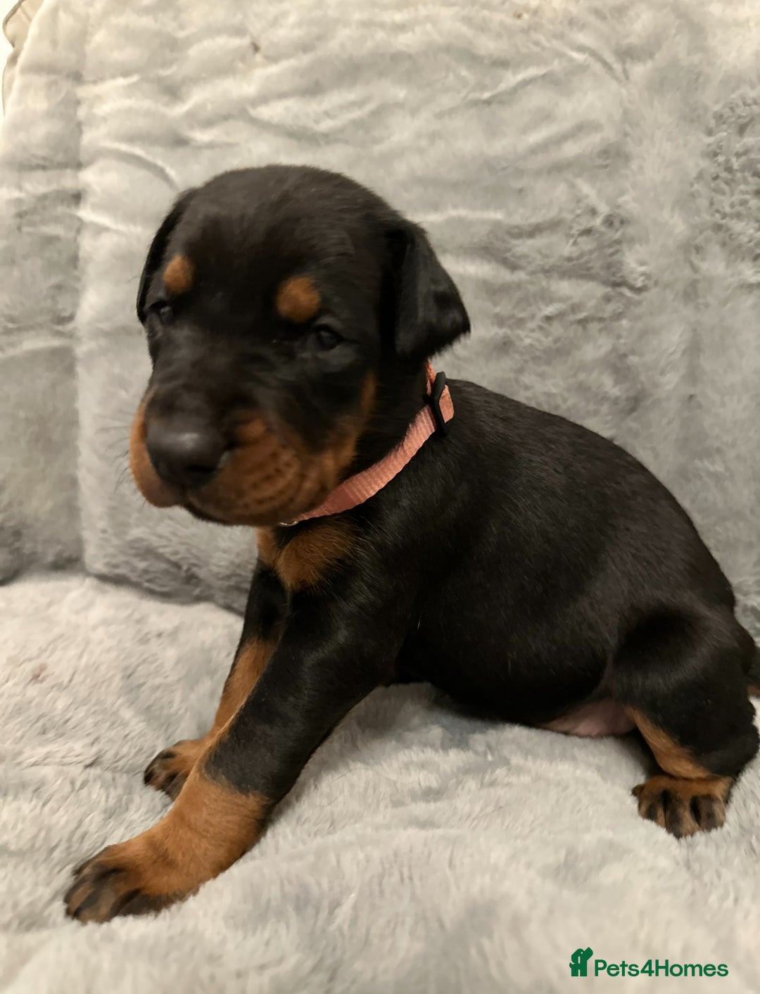 Dobermann dogs for sale: Amazing Dobermann puppies.  - Advert 5