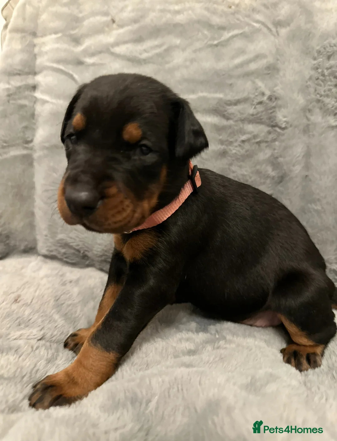 Dobermann dogs for sale: Amazing Dobermann puppies.  - Advert 5