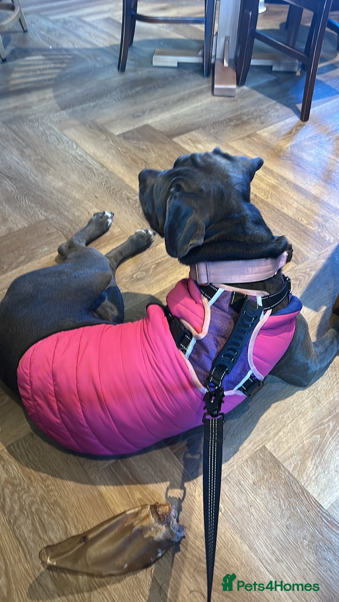 Cane Corso dogs Cane corso - Advert 2