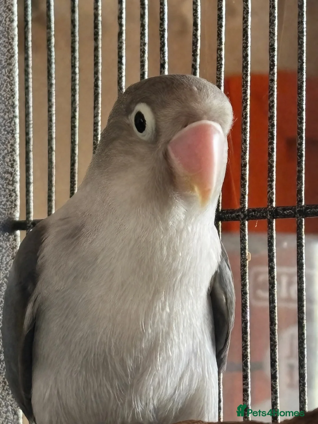 Lovebirds birds for sale: Male lovebird - Advert 2