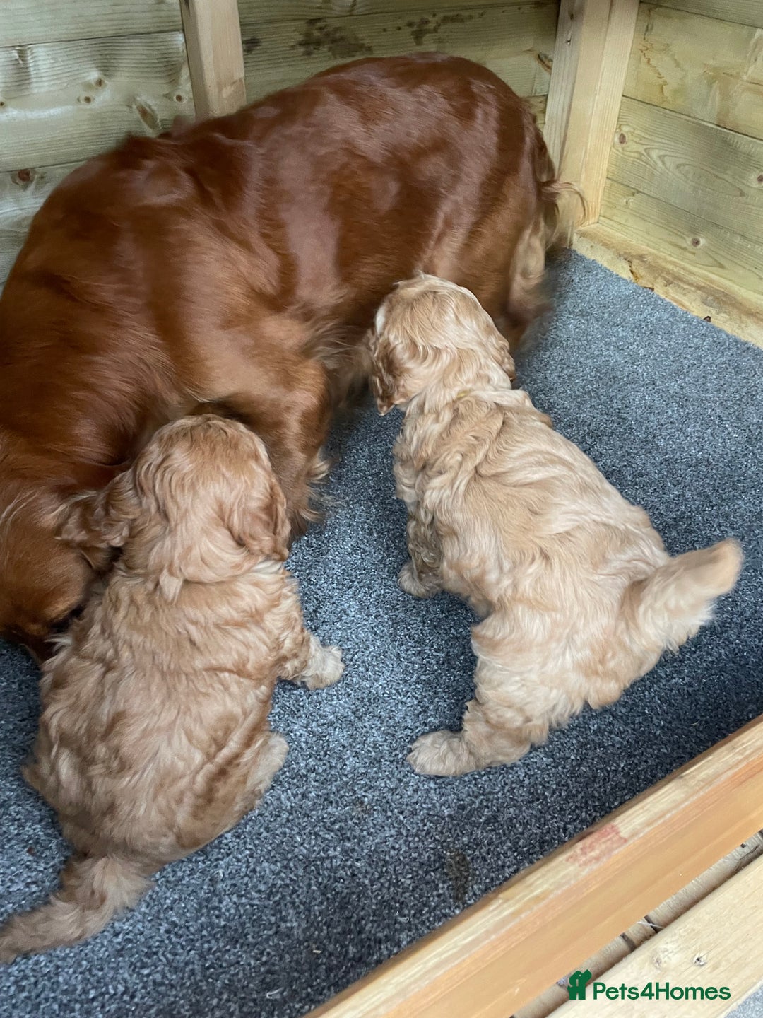 Cockapoo dogs for sale: F1 toy cockerpoo - Image 5