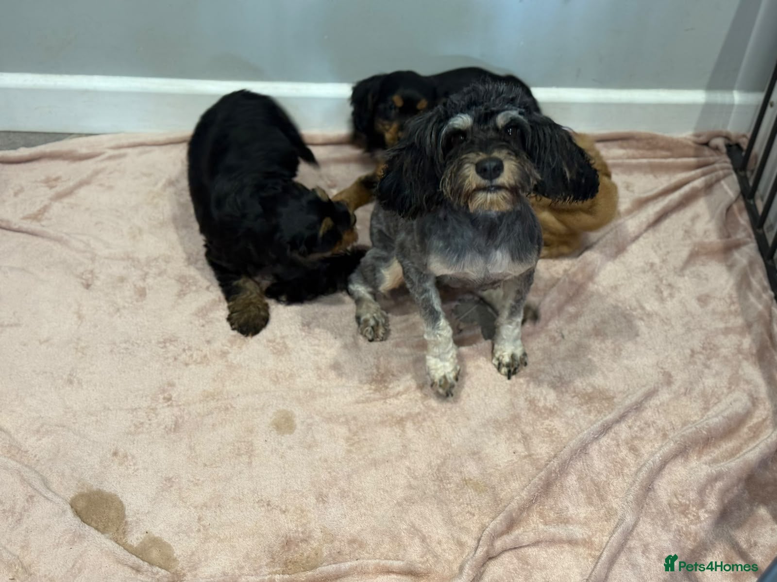 Cockapoo dogs F1b cockapoos - Advert 2