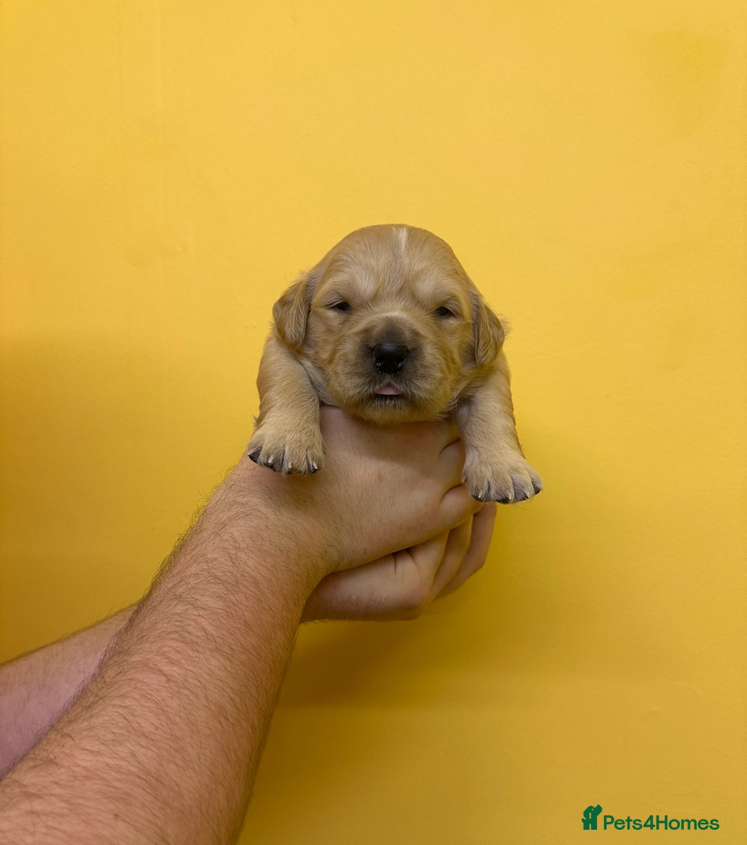 Golden Retriever dogs for sale: Stunning golden retriever puppies for sale  - Advert 9