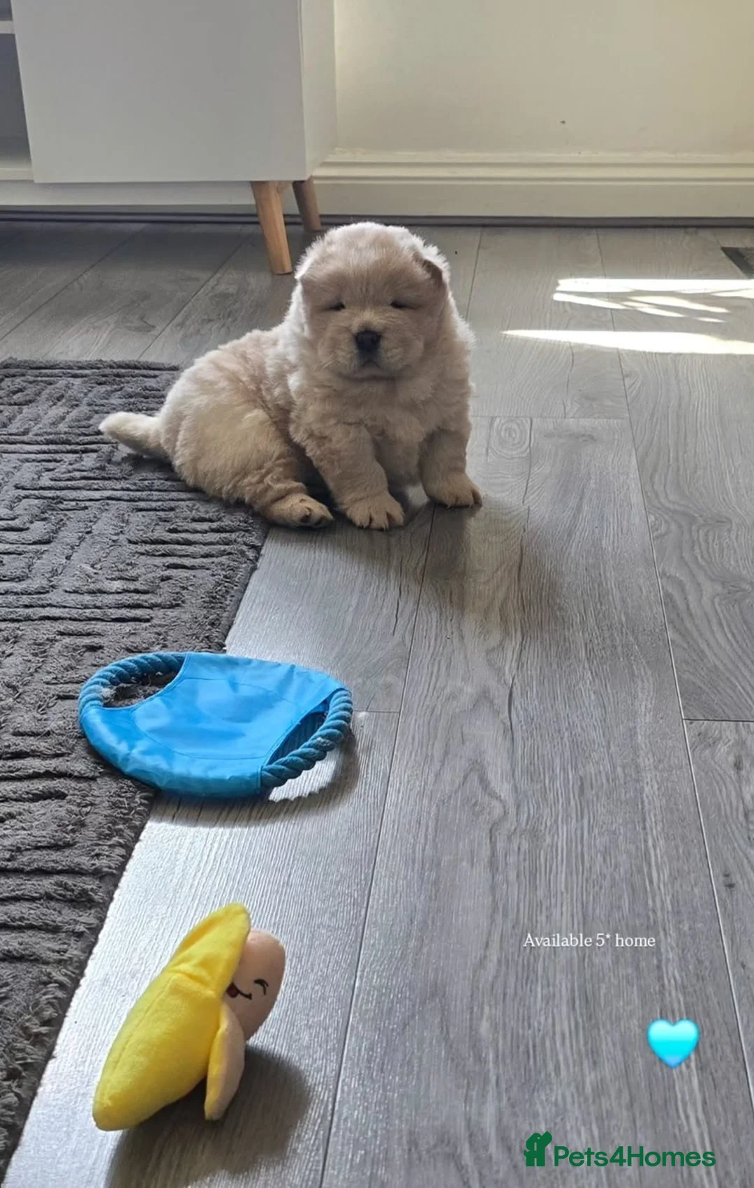 Chow Chow dogs for sale: Stunning Cream ChowChow Boy PLEASE READ - Advert 2