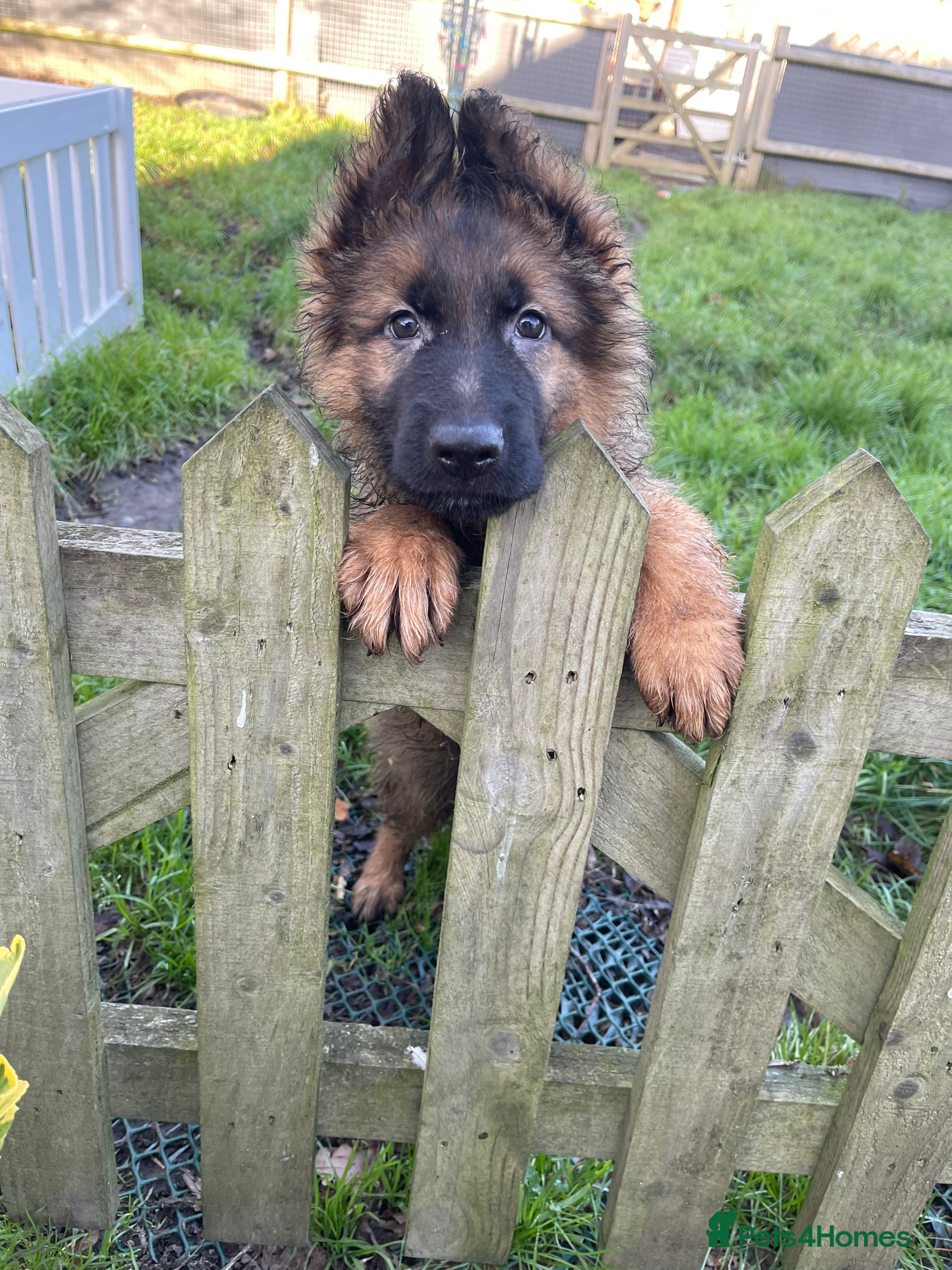 German Shepherd dogs German shepherd puppies - Stunning 2 boys left - Advert 2