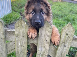 German Shepherd dogs German shepherd puppies - Stunning 2 boys left - Advert 2
