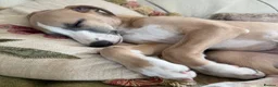 Whippet dogs for sale: Crufts winning parents - Advert 16