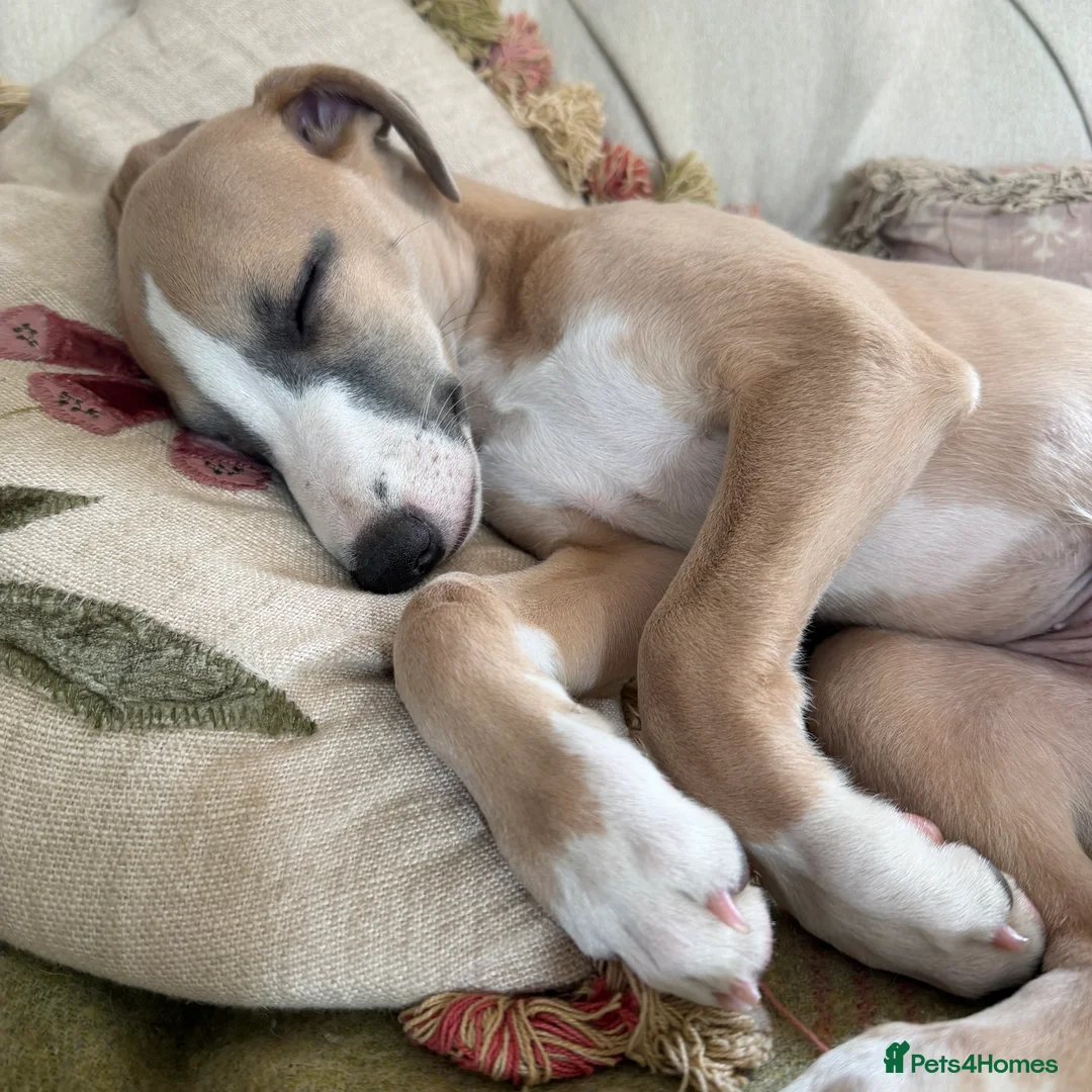 Whippet dogs for sale: Crufts winning parents - Advert 16