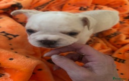 French Bulldog dogs for sale:  French bulldogs  - Advert 27