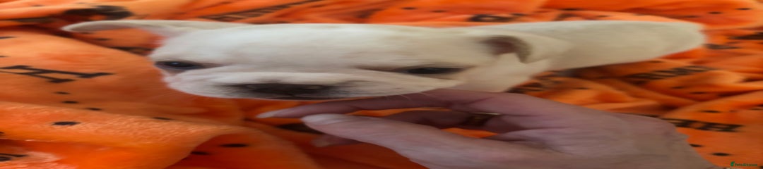 French Bulldog Puppy 7