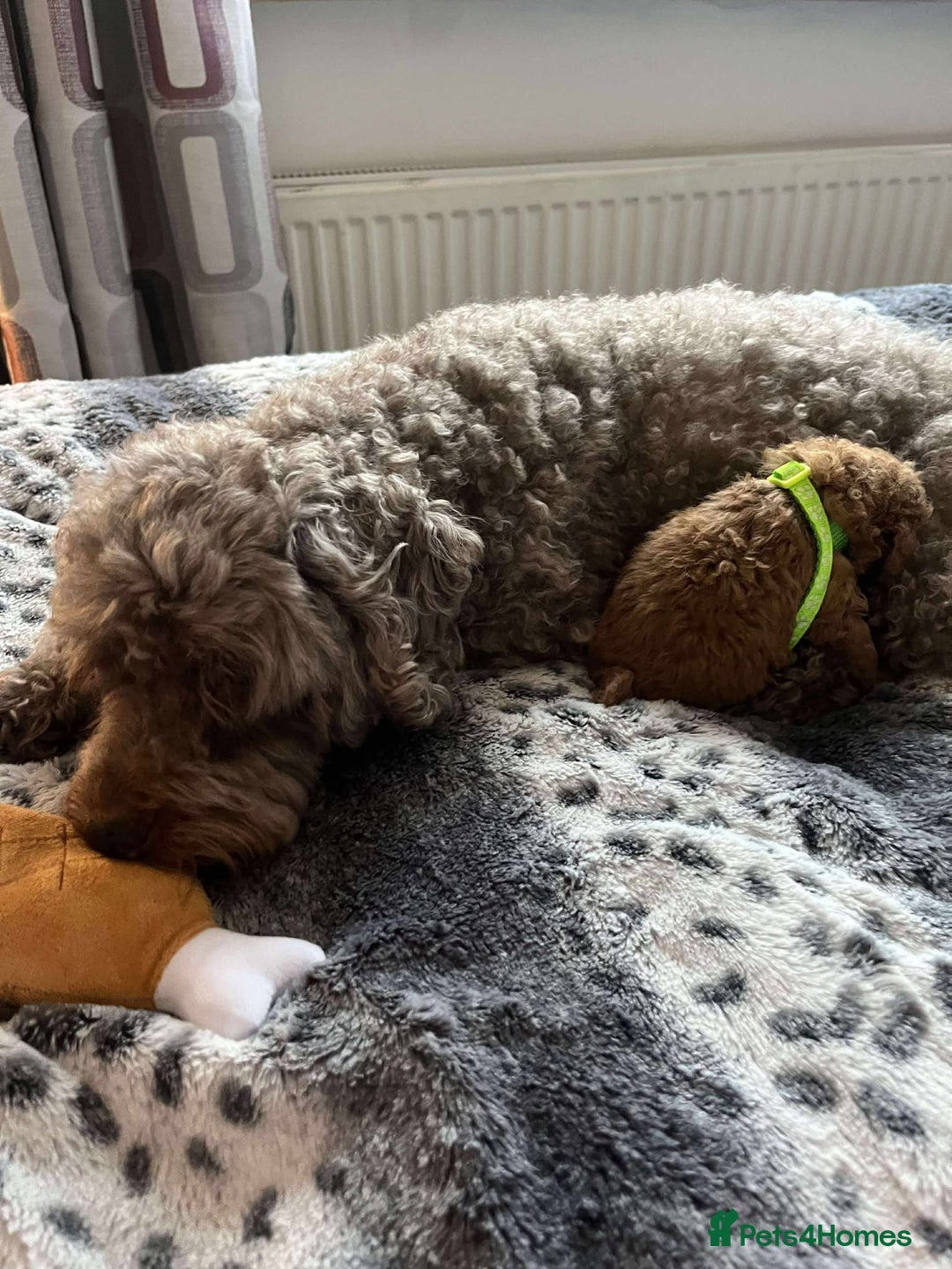 Miniature Poodle dogs for sale: Miniature Poodles!!! - Advert 31