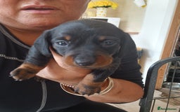 Dachshund dogs for sale: Miniature dachshunds  - Image 2