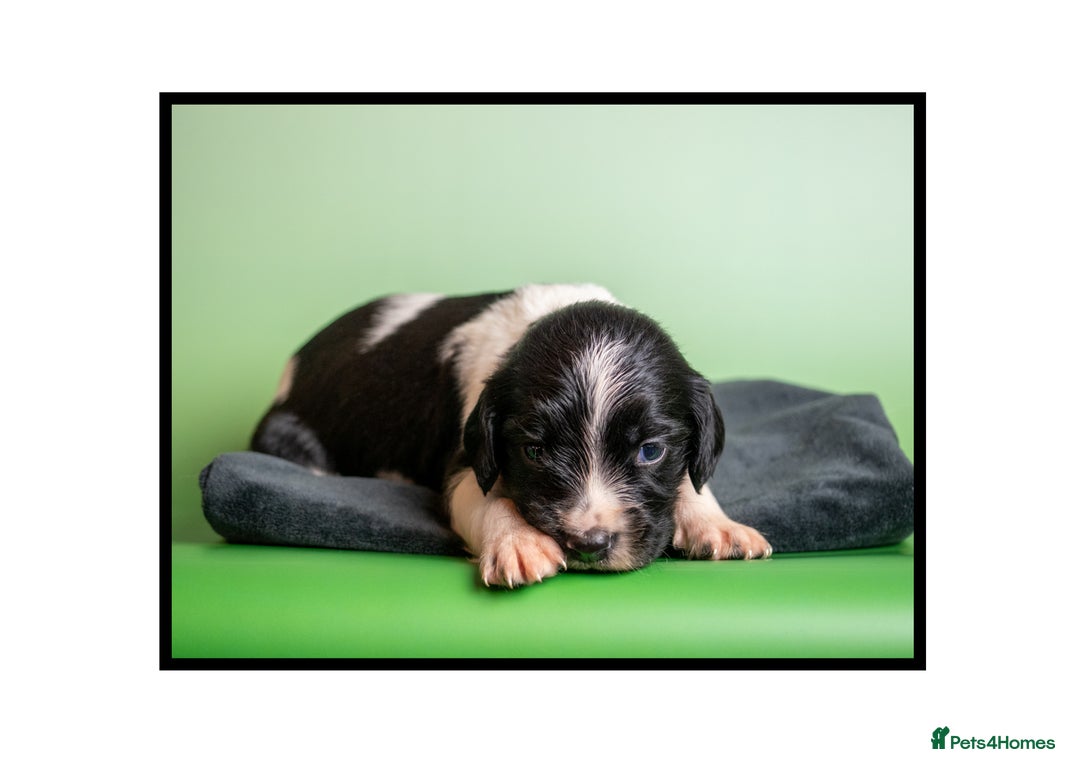 English Springer Spaniel dogs for sale: ✨ KC Registered Springer Spaniel Puppies ✨ - Advert 16