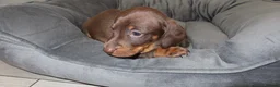 Miniature Dachshund dogs for sale: 5 Miniature Dachshund Puppies - Advert 14