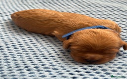 Cavapoo dogs for sale: Beautiful & Healthy Cavapoo Puppies   - Image 16