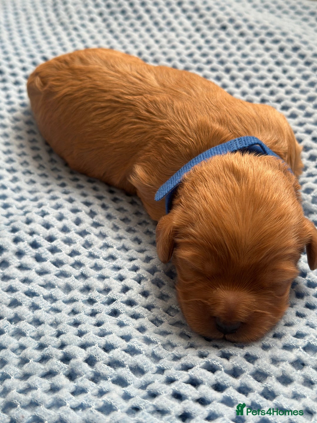 Cavapoo dogs for sale: Beautiful & Healthy Cavapoo Puppies   - Image 16