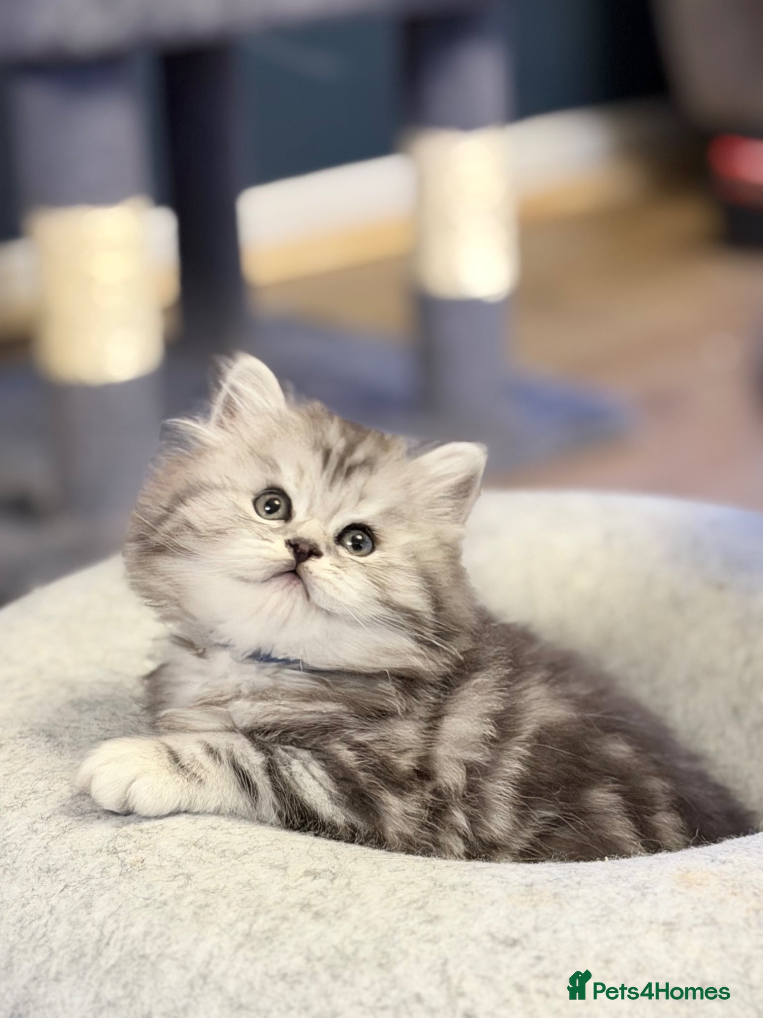 British Longhair cats for sale: RARE GCCF reg PKD Clear BLH Silver Tabby Kittens - Advert 7