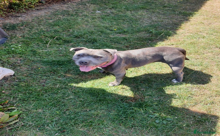 Staffordshire Bull Terrier dogs - Advert 3