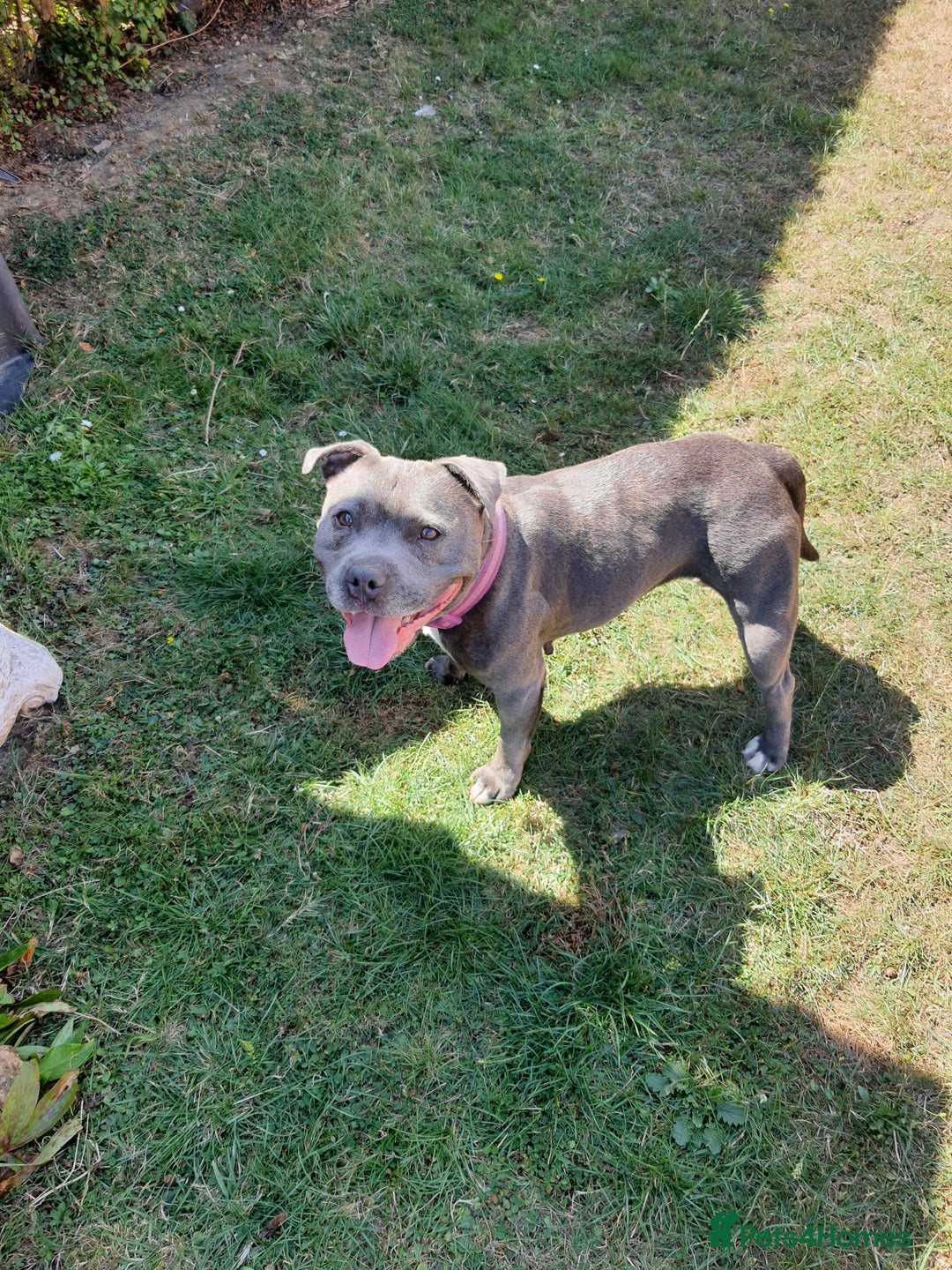 Staffordshire Bull Terrier dogs for sale: 7yr old Female staffie - Image 1