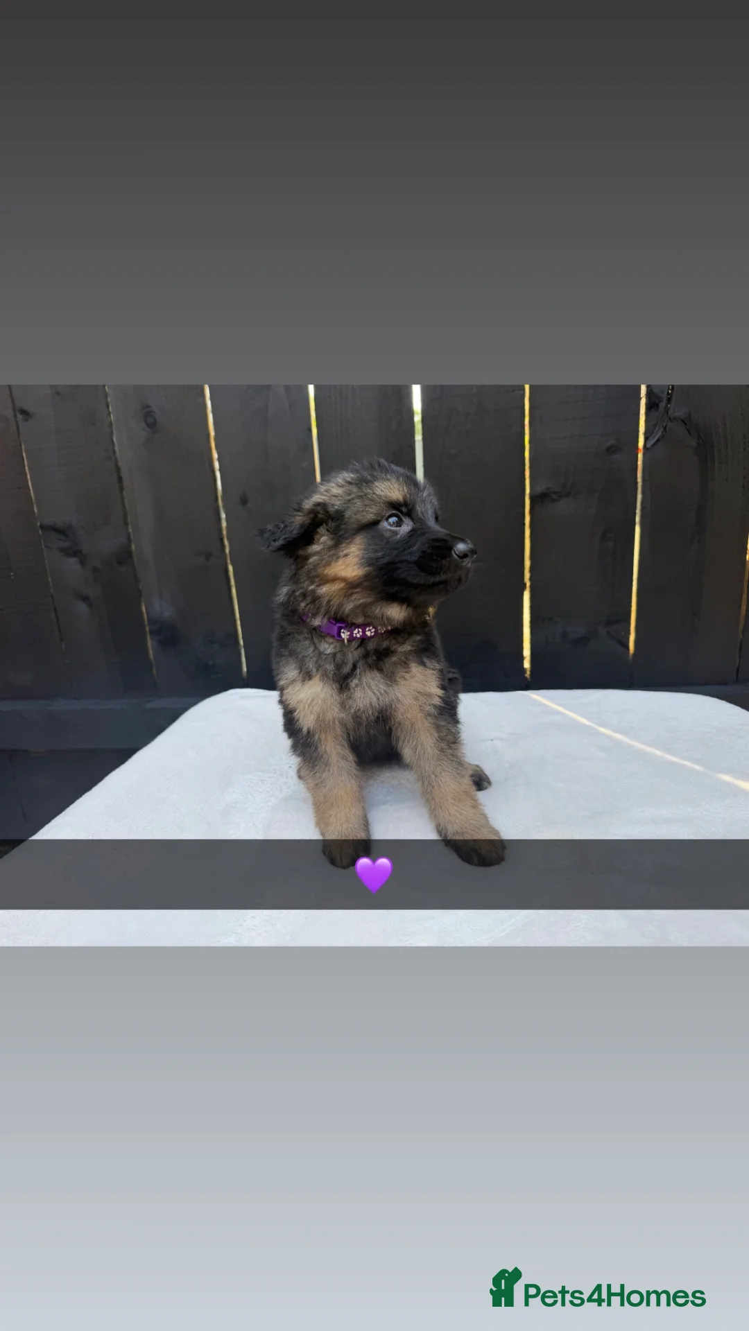 Mixed Breed dogs for sale: German Shepherd x Belgian Shepherd Puppies - Advert 20