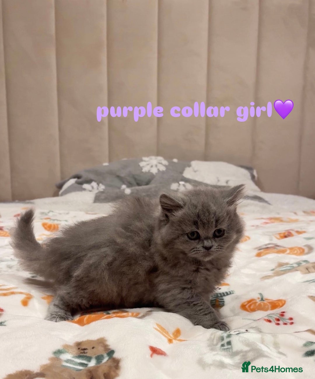 British Shorthair cats for sale: Gorgeous British Shorthairs - Advert 2