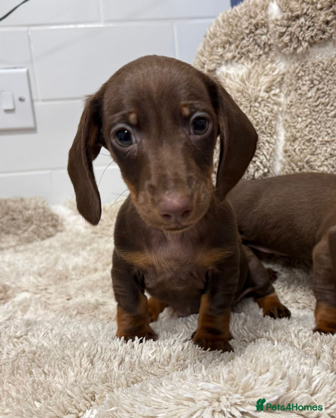 Miniature Dachshund dogs for sale: Miniature dachshunds. - Advert 1