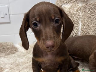 Miniature Dachshund dogs Miniature dachshunds. - Advert 1