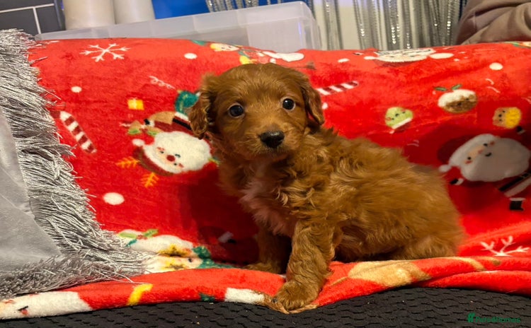 Cockapoo dogs Cockapoo puppies - Advert 2