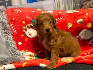 Cockapoo dogs Cockapoo puppies - Advert 9