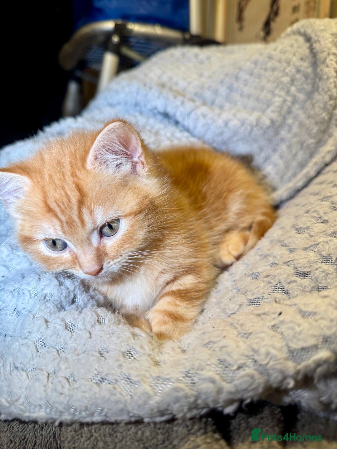 Domestic Shorthair cats for sale: Real life Garfield🤩 - Image 15