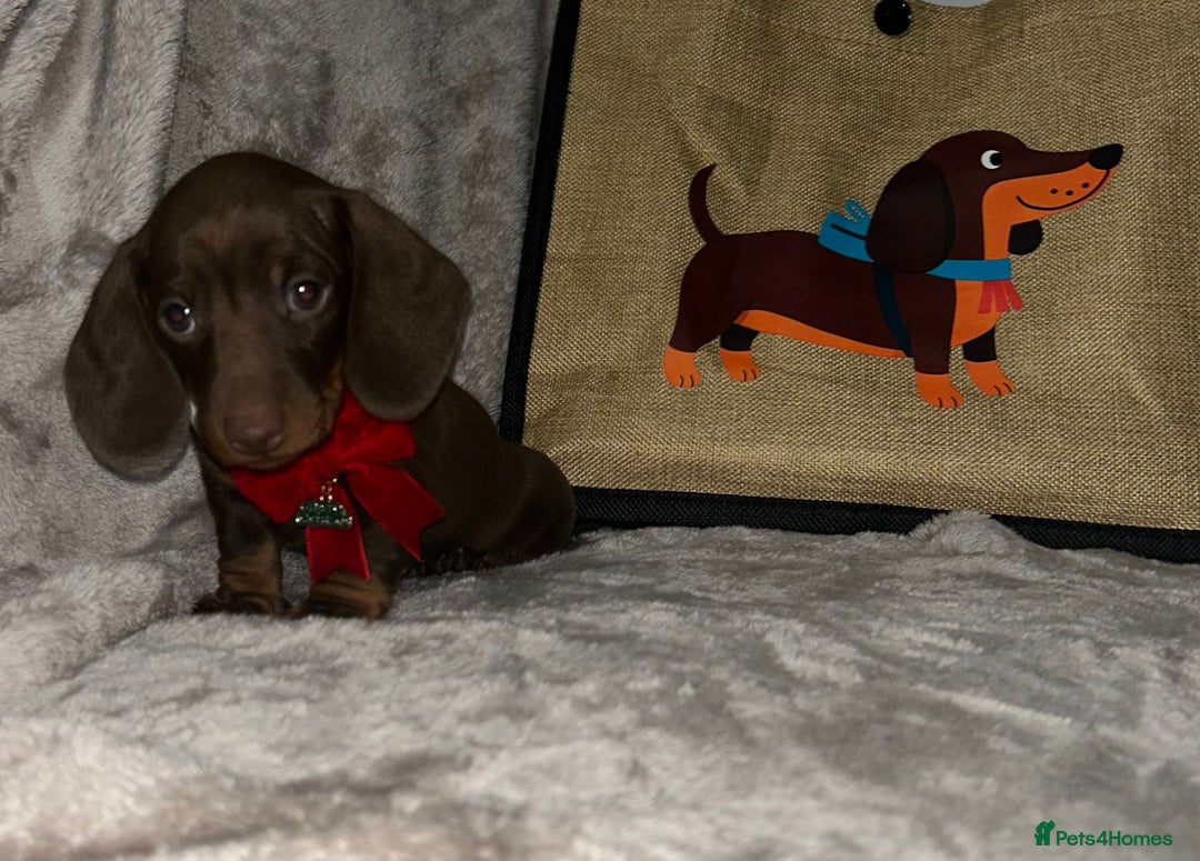 Miniature Dachshund dogs for sale: 🐾 KC Registered Miniature Dachshund Puppy Boy 🐾 - Advert 8