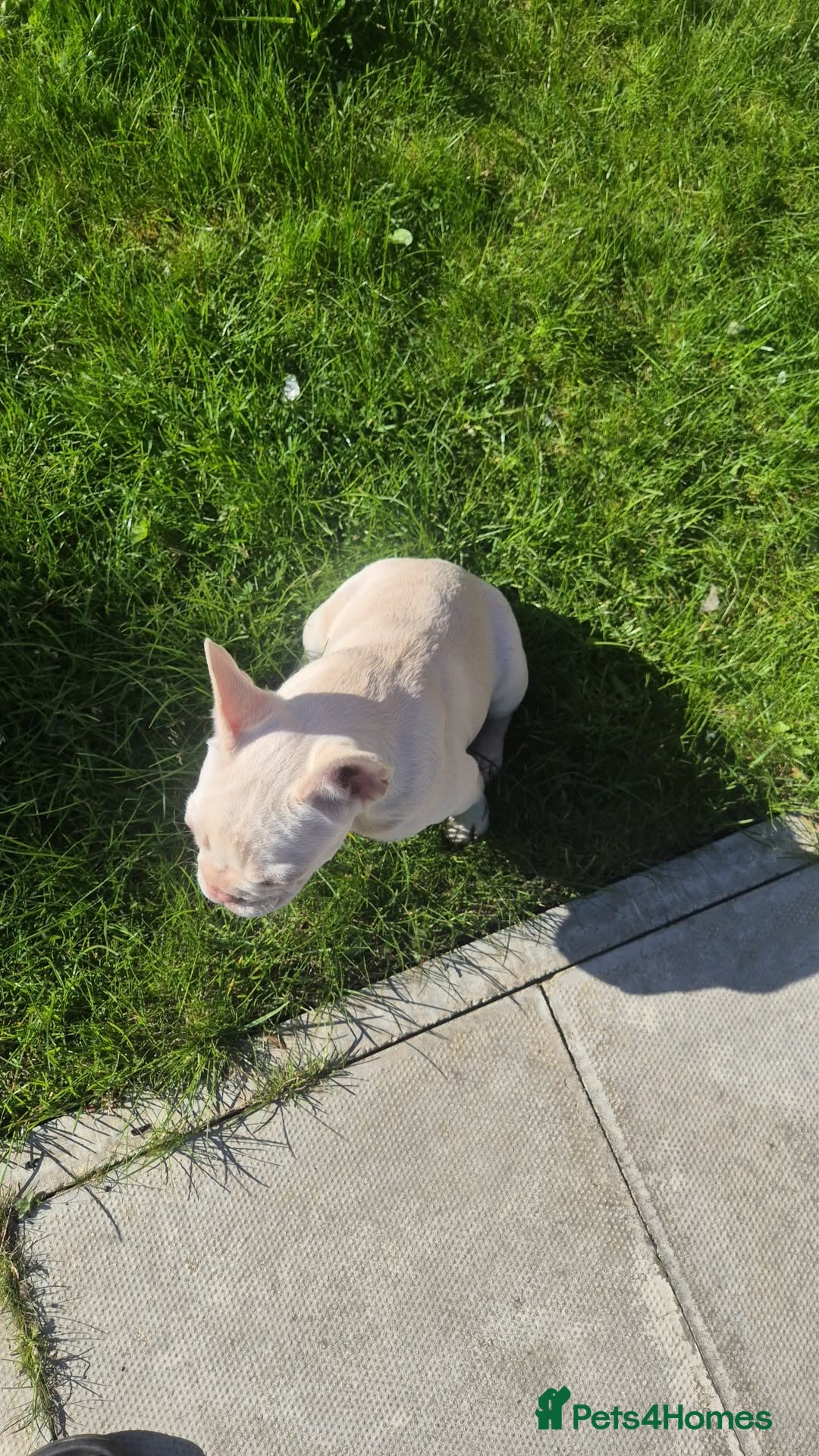 French Bulldog dogs for sale: Last female left French Bulldog Puppies  - Advert 7