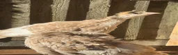 Turkeys poultry for sale: Bourbon Red turkey poults - Advert 2