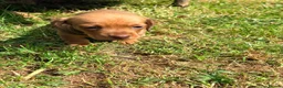 Miniature Dachshund dogs for sale: KC registered Miniature Smooth haired Dachshund  - Advert 18