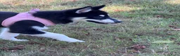 Mixed Breed dogs for sale: Socialised Husky x Malamute | Health tested 🐾 - Advert 29