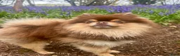 Pomeranian dogs for stud: Beautiful boy for stud in Monmouth - Advert 3