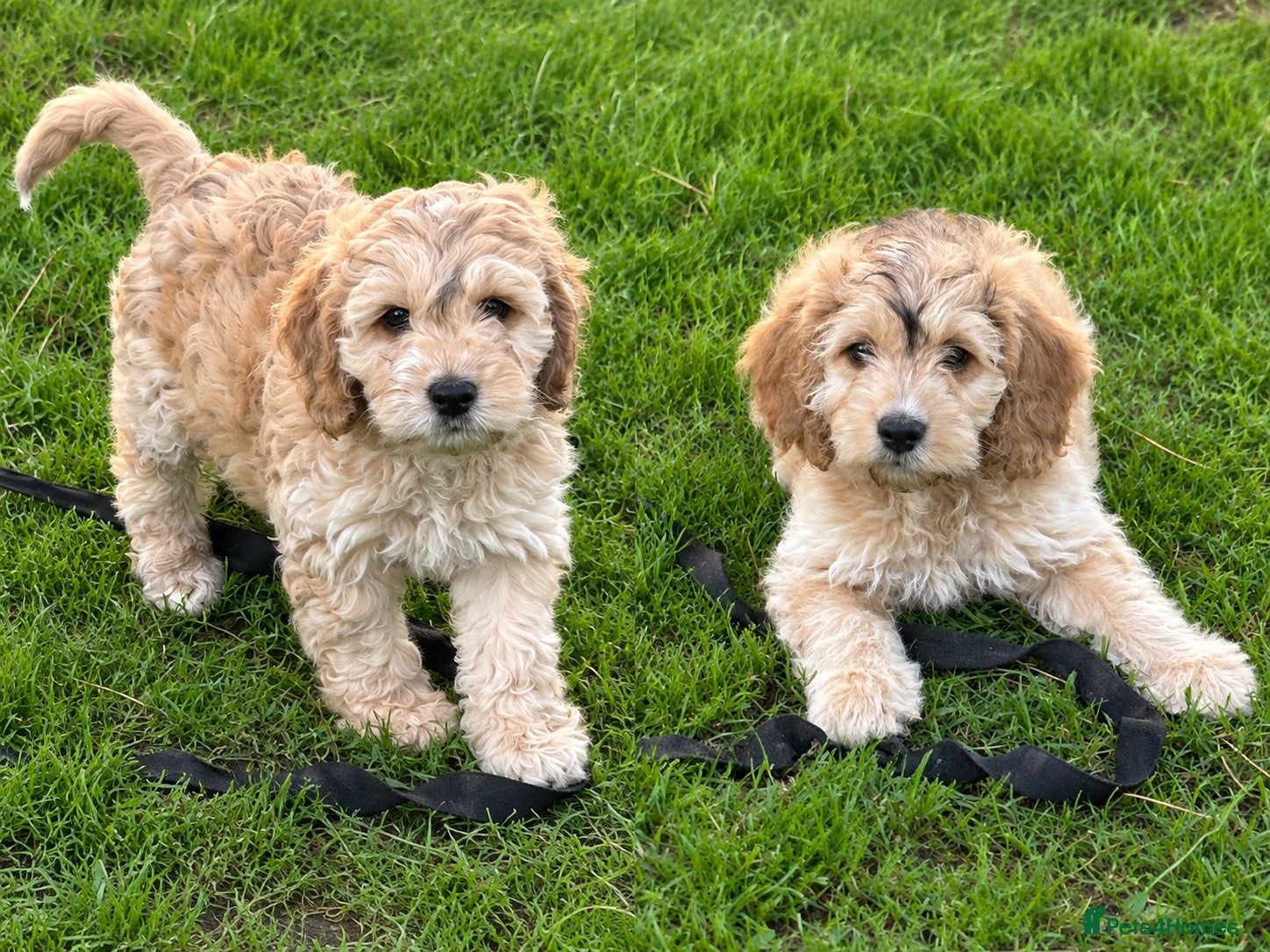 Cockapoo dogs 2 Gorgeous Little Boys Still Available  - Advert 1