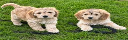 Cockapoo dogs for sale: Beautiful Cockerpoos 🐶 2 still available  - Advert 1
