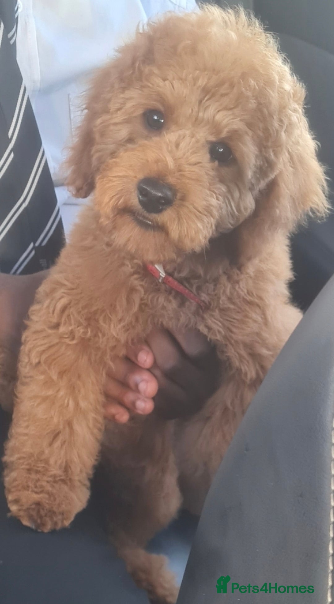 Cockapoo dogs for sale: Adorable male cockpoo - Advert 3