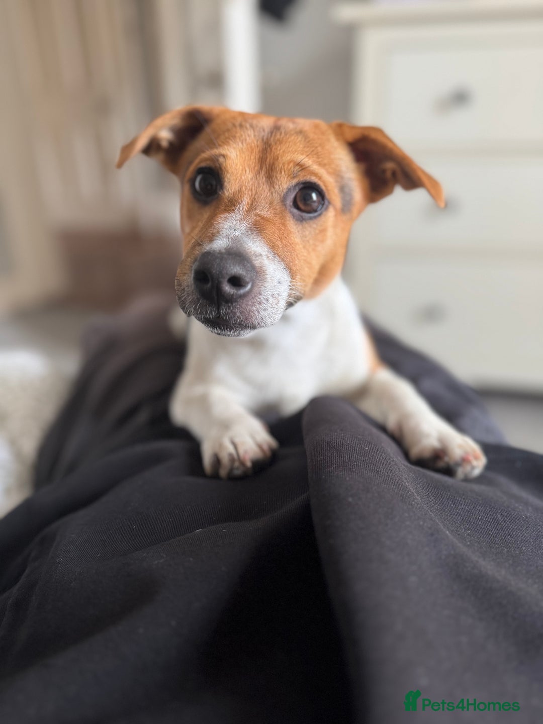 Jack Russell dogs for sale: Jack Russell Terrier boy looking for new home - Image 1